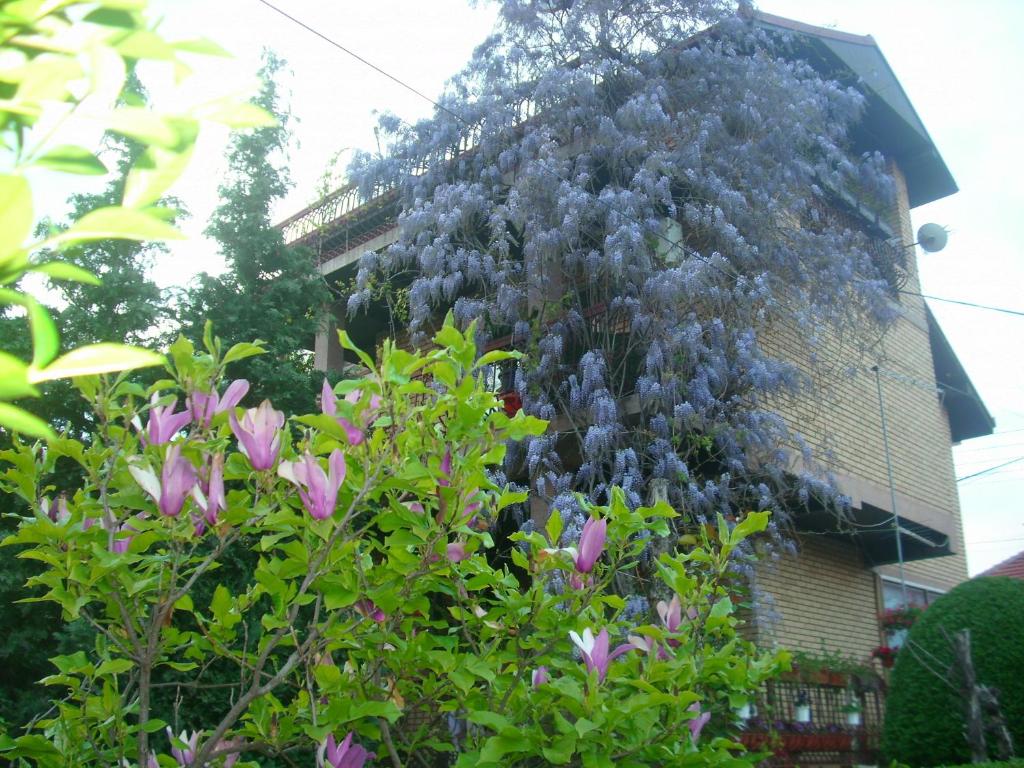 弗拉涅Apartman Wisteria的一座花朵紫色的建筑