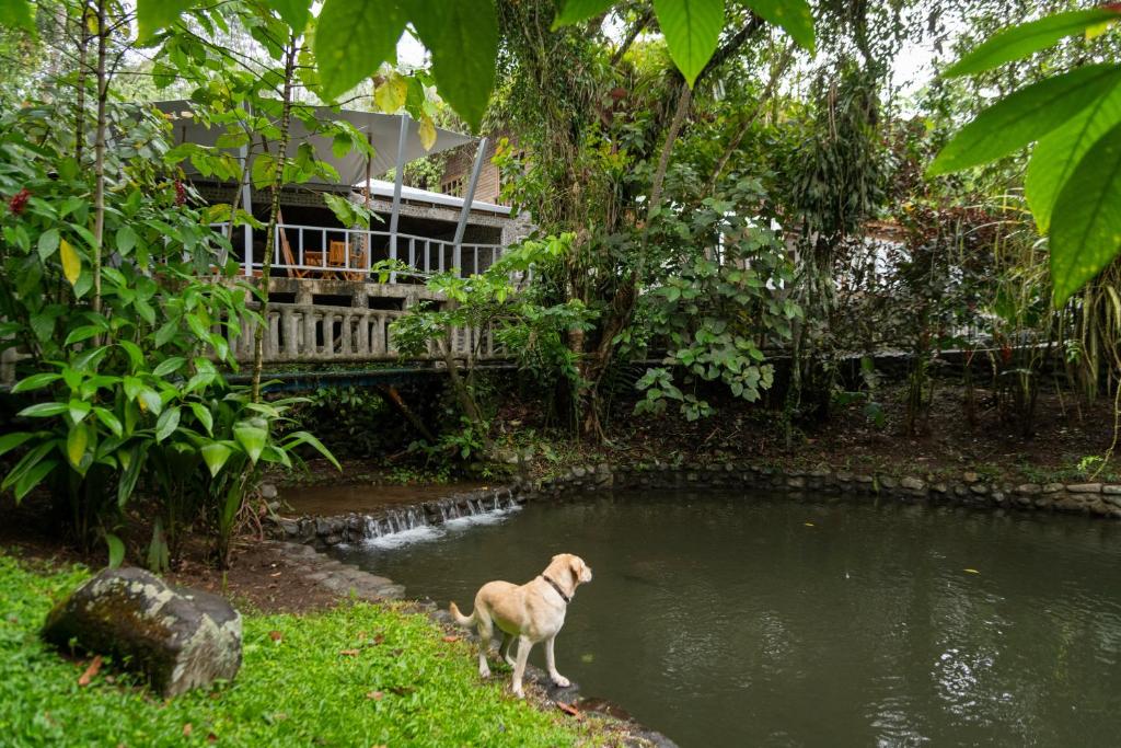 埃尔卡斯蒂约Rancho Margot Sustainable & Self Sufficient Eco Lodge的站在房子前面池塘里的狗