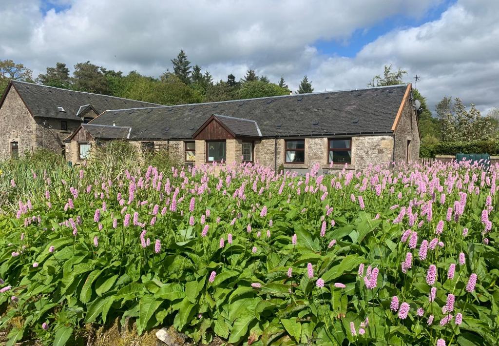 WistonCharming Parlour Cottage at Tinto Retreats near Biggar的一座建筑前方一片粉红色的花