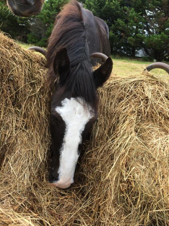 MarloRalf's Coastal Shack的一只黑白的牛躺在一堆干草中