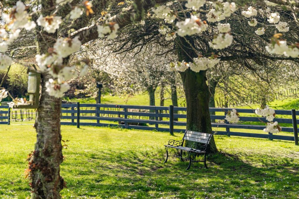 陶波Lupin Lodge Bed & Breakfast的坐在一棵花树旁边的公园长椅