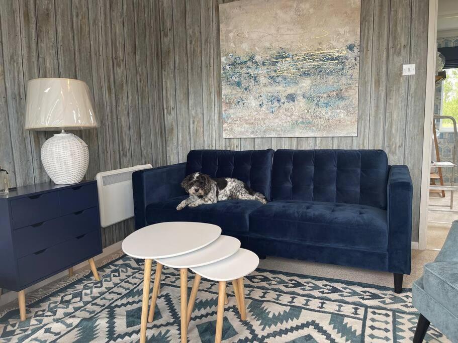 亨斯坦顿Apartment 4, Hunstanton的一只狗躺在客厅的蓝色沙发上