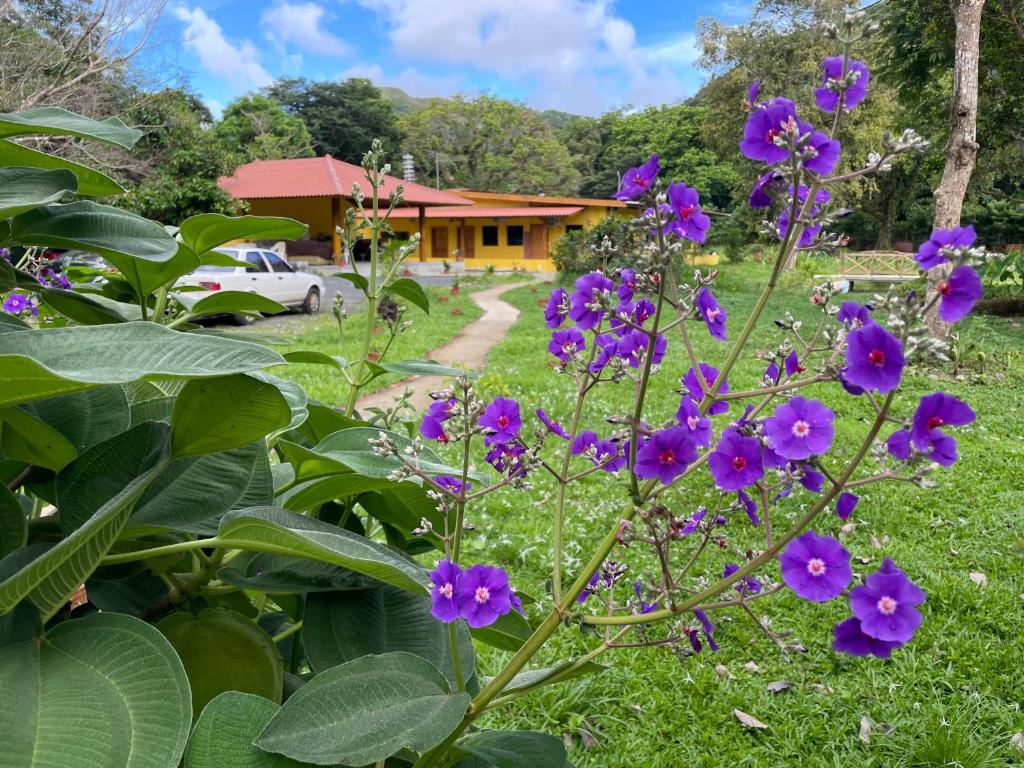 埃尔巴列德安通El Valle Resort & Spa - Aguas Termales的一座花园,在房子前面种有紫色的花朵