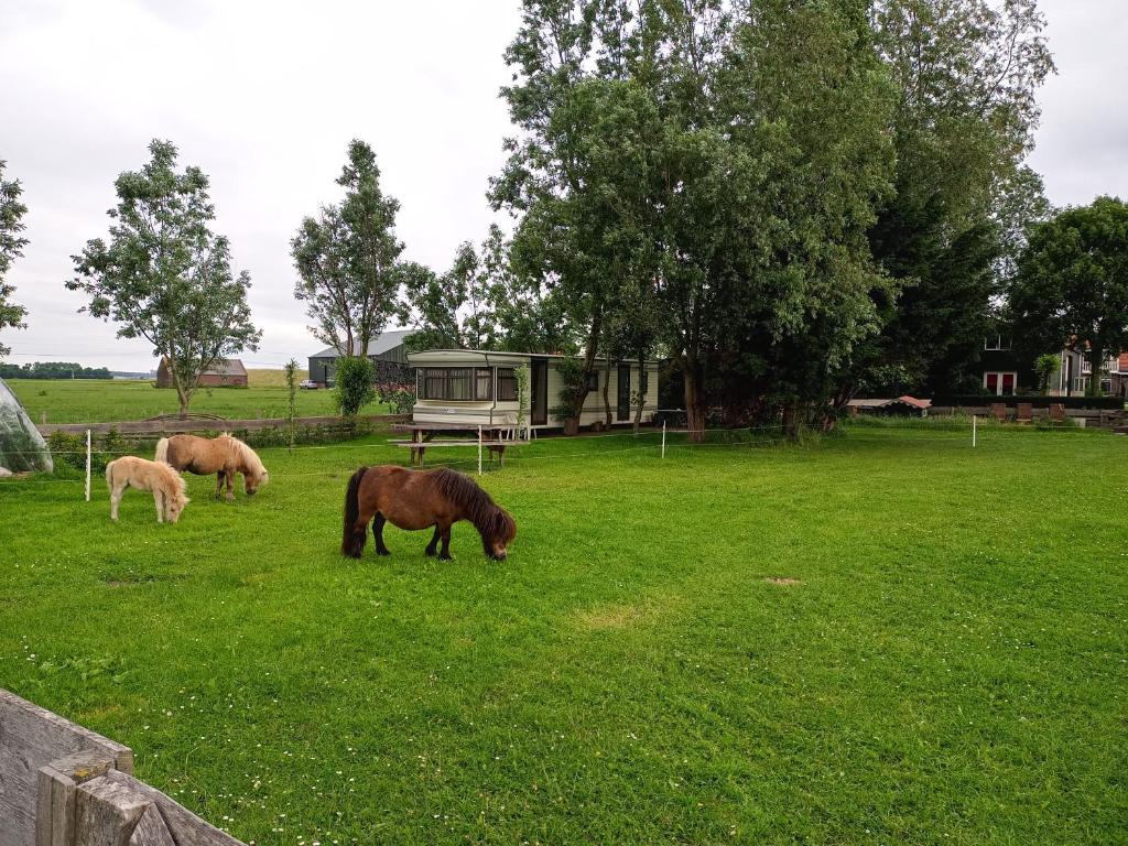 AssendelftDe Boerenskuur..chalet..的三匹马在一片绿草丛中放牧