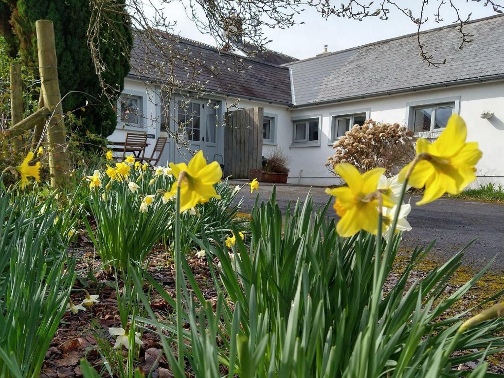 卡马森Dinefwr Cottage的一座花园,在房子前面有黄色的花朵