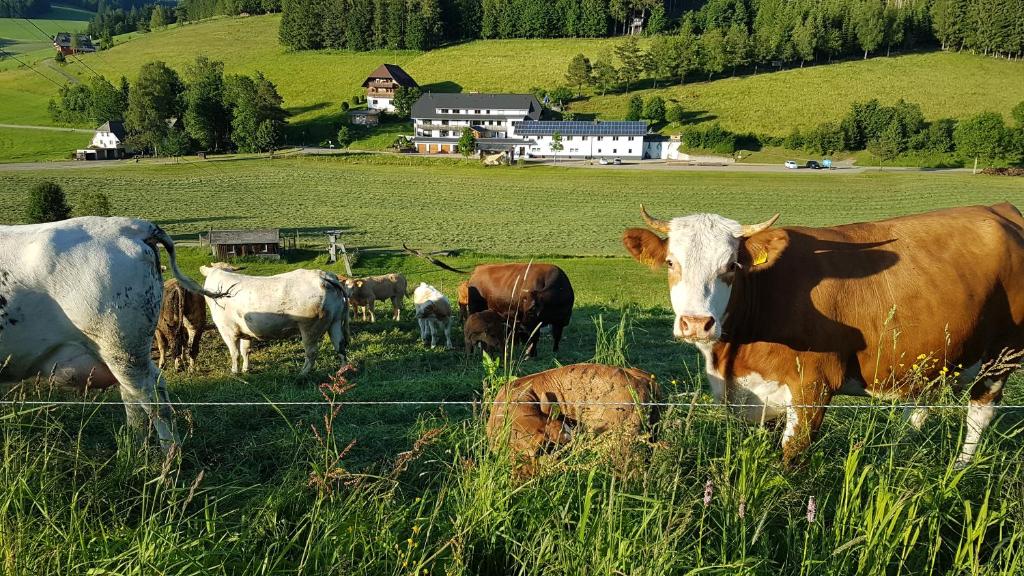 蒂蒂湖-新城Ferienwohnung am Schneeberg的围栏后面田野里的一群牛