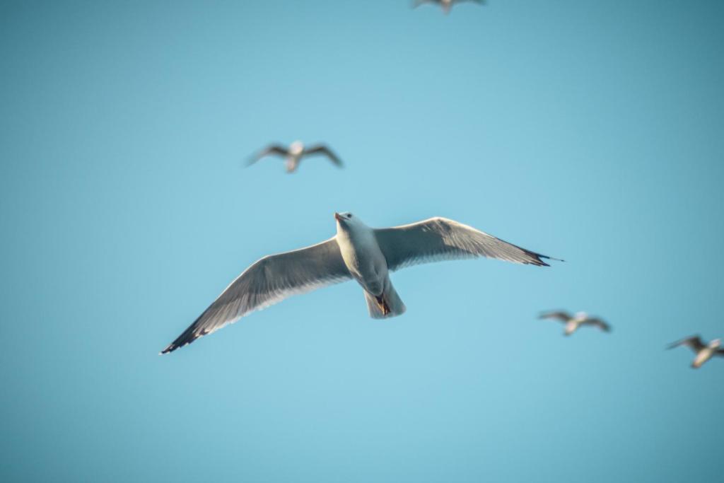 新马尔马拉斯Glaros Blue的一群飞在天空中的鸟