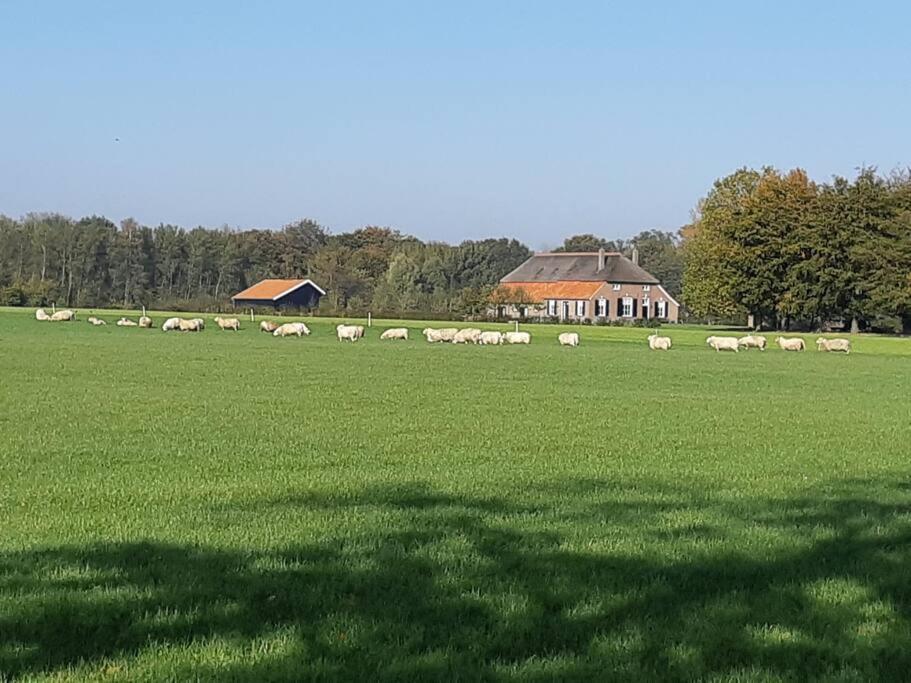 福尔登B&B Joostink in Vorden的一群羊在绿色的田野里放牧