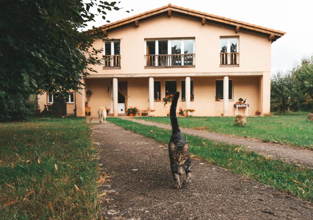 EstolloCasa de Campo La Solana的一只猫在房子前面的土路上走