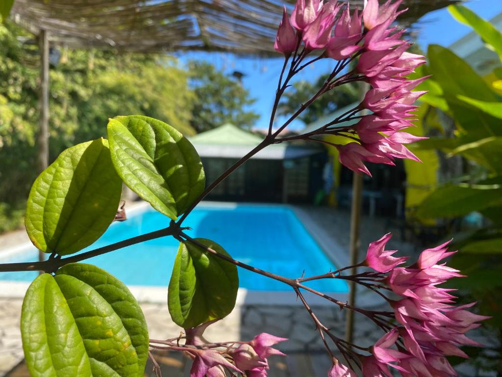 帕皮提Fare Rearea à Papeete的游泳池前的一束粉红色的花