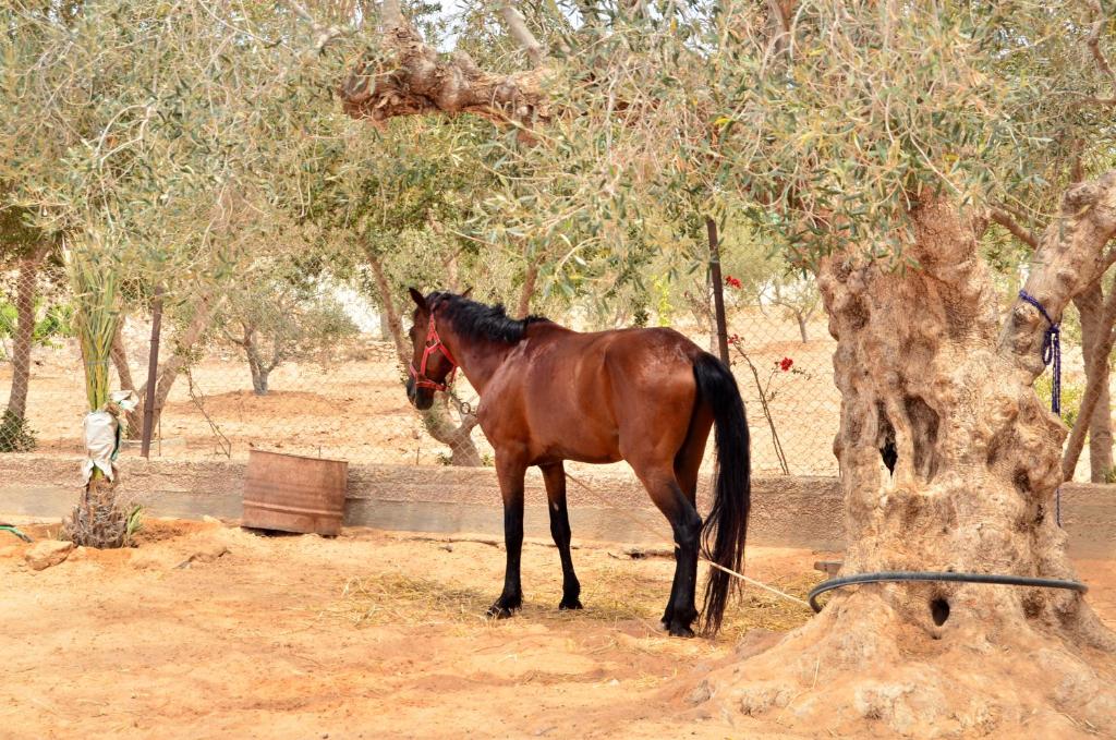 米多恩Ranch Tanit Djerba的站在树旁的棕色马