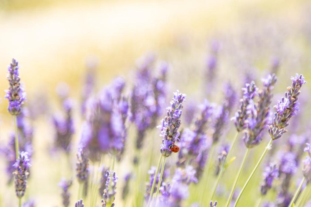 福利亚Agriturismo La Valle della Lavanda - Podere Mezzastrada的紫色花田里的甲虫