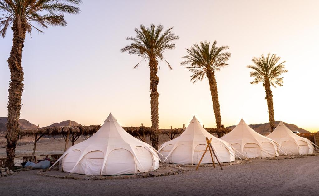 米茨佩·拉蒙Selina Ramon的沙漠中一排种满棕榈树的帐篷