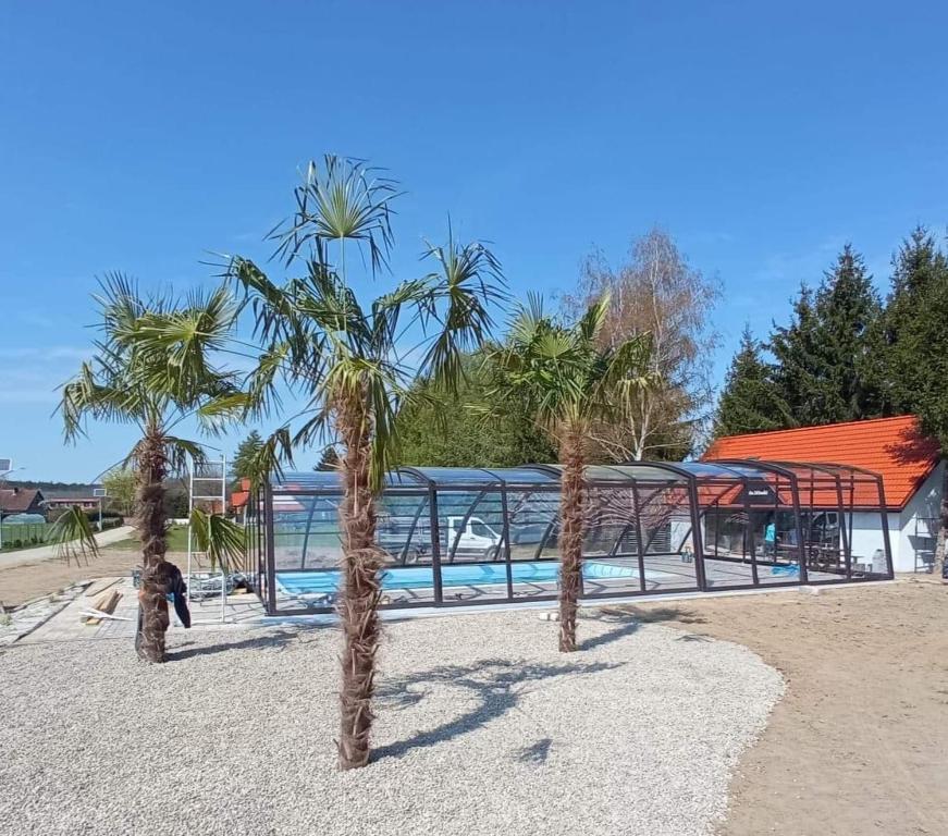 皮什Nowe domy na Mazurach- Totutaj Wejsuny的一群棕榈树在游泳池前