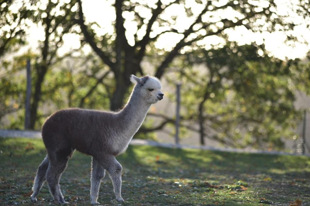 MengaraAgriturismo Il Beccafico Alpaca的一只 ⁇ 羊站在草地上