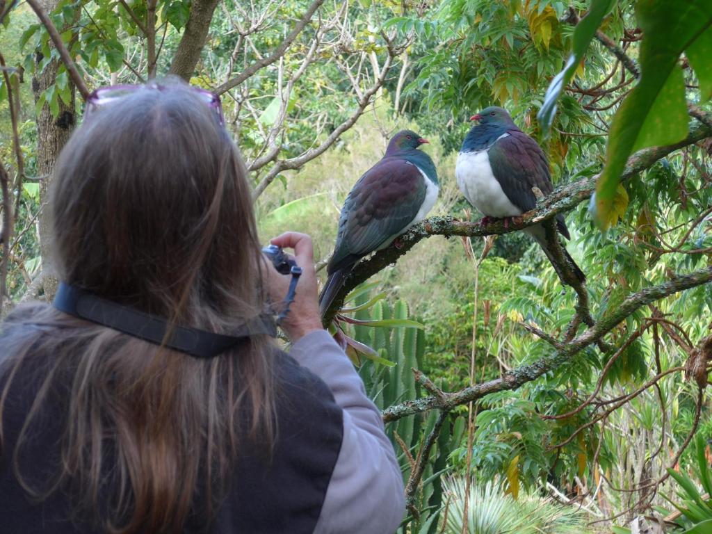 凯里凯里瓦勒普克亚热带住宿酒店的一位在树上拍着两只鸟照片的女人