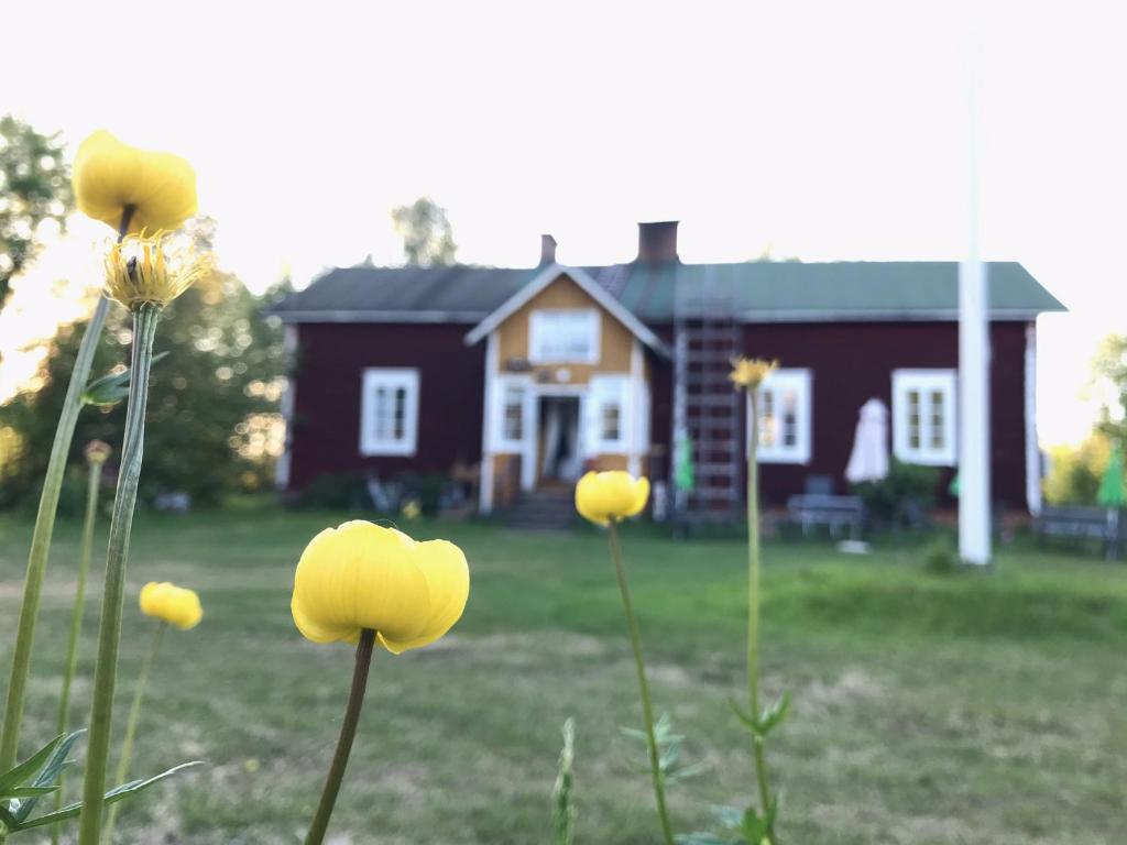 洛斯托Päivin pirtti - Pirttikahvila ja B&B的一群黄色的花在房子前面