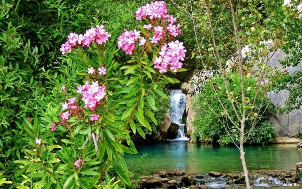 蒙特哈克Hotel Rural Palacete de Mañara的河前的瀑布,有粉红色的花朵