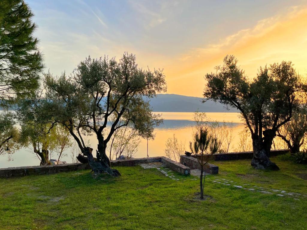 AlyfantáSeafront Traditional Stone House in Sunset Olive Grove - B的一群树坐在田野顶上