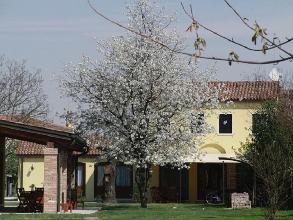 奥利亚格·迪米拉Particolari del Brenta的房子前面的花树