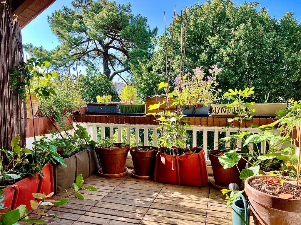 索尔特奥瑟戈尔Nature & Sun, Natural lifestyle - Hossegor的坐在甲板上的一堆盆栽植物