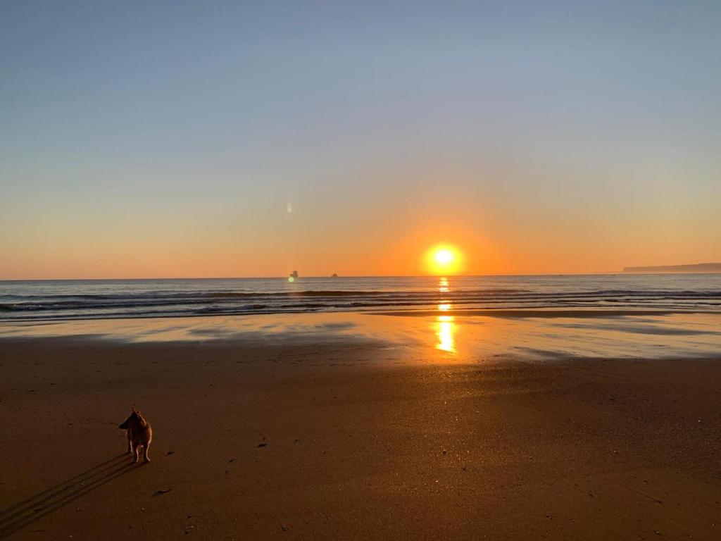 桑坦德APARTAMENTOS NIZA的日落时在海滩上散步的狗