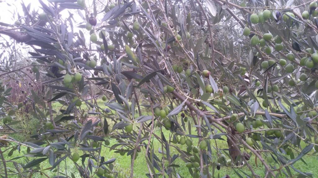 夏卡La casetta tra gli ulivi的树上有许多绿色水果