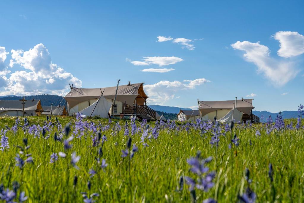 西黄石Under Canvas West Yellowstone的花田里满是帐篷的田野