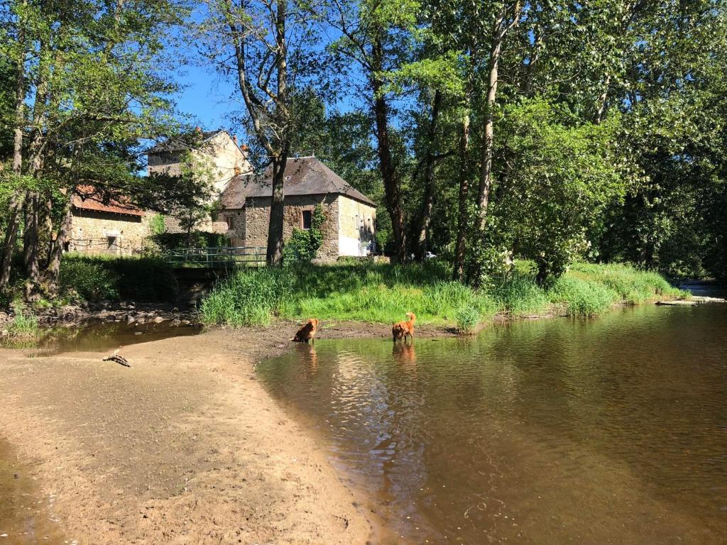 PionnatChambre d'hôte Moulin du Breuil.的两只狗站在河边的水面上