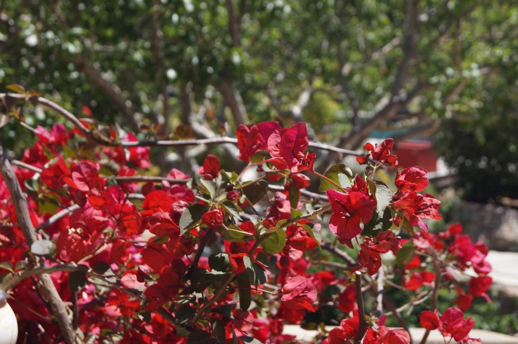 维琪奥港Les Jardins De Santa Giulia - Charmante chambre d'hôte的树丛,红花丛,树丛,背景