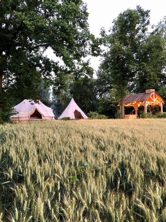 HuldenbergCowcooning / Family tents的一片高大的草场,有帐篷在后面