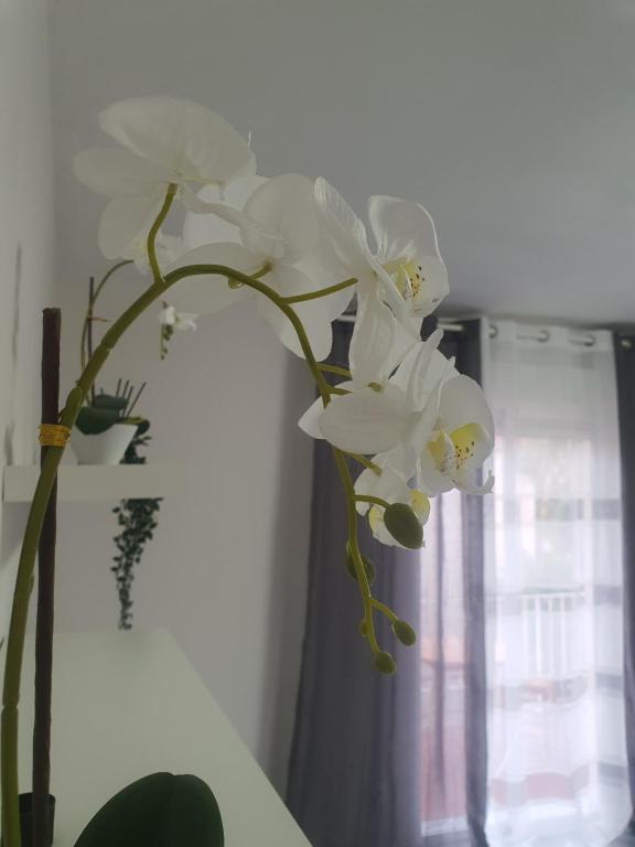 瓦伦西亚Apartamento Rio Turia的花瓶,花瓶上满是白色的花朵,坐在窗边
