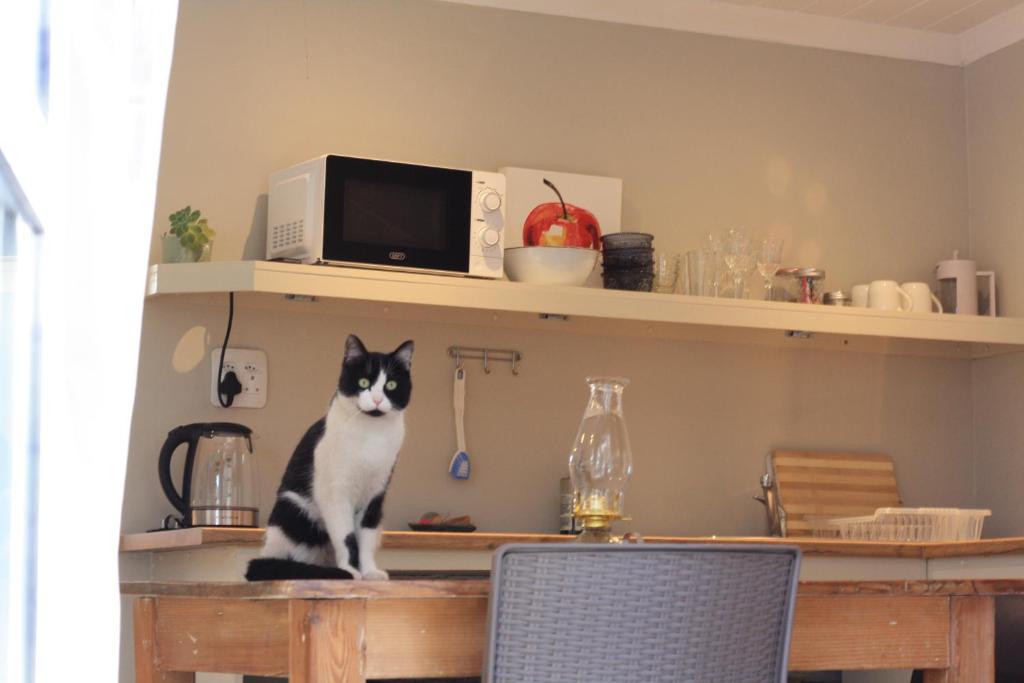 乔治Sarah's Place- Heatherlands,George的坐在桌子上的一个黑白猫