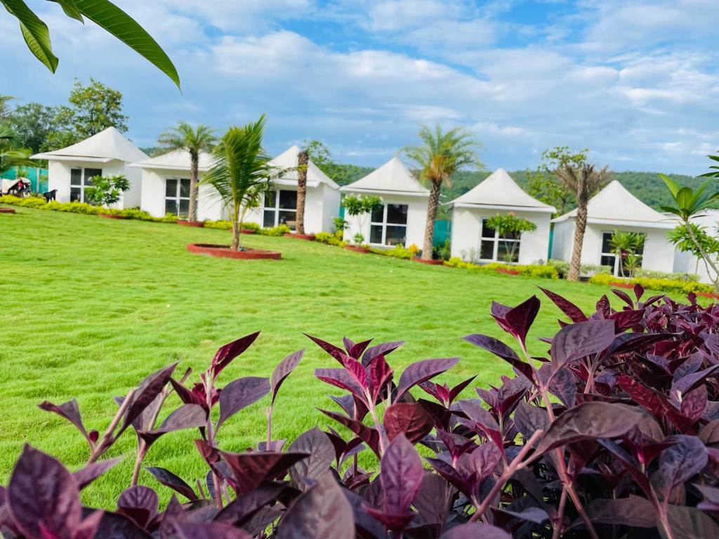 塞恩Tamboo Resort Vajreshwari的一排种满棕榈树和草的白色房屋