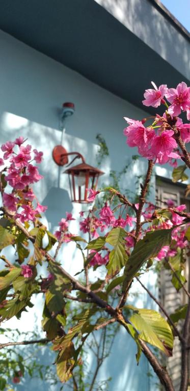 圣保罗米卡萨旅舍 - 孔戈尼亚斯的一座建筑物前有粉红色花的树