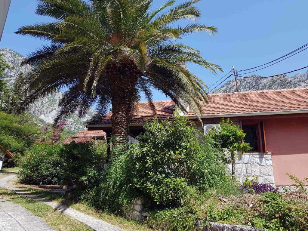 科托尔Villa Palma的房屋前的棕榈树