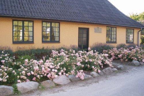 普赖斯特戴尔乐夫住宿加早餐酒店的一大束粉红色玫瑰在房子前面