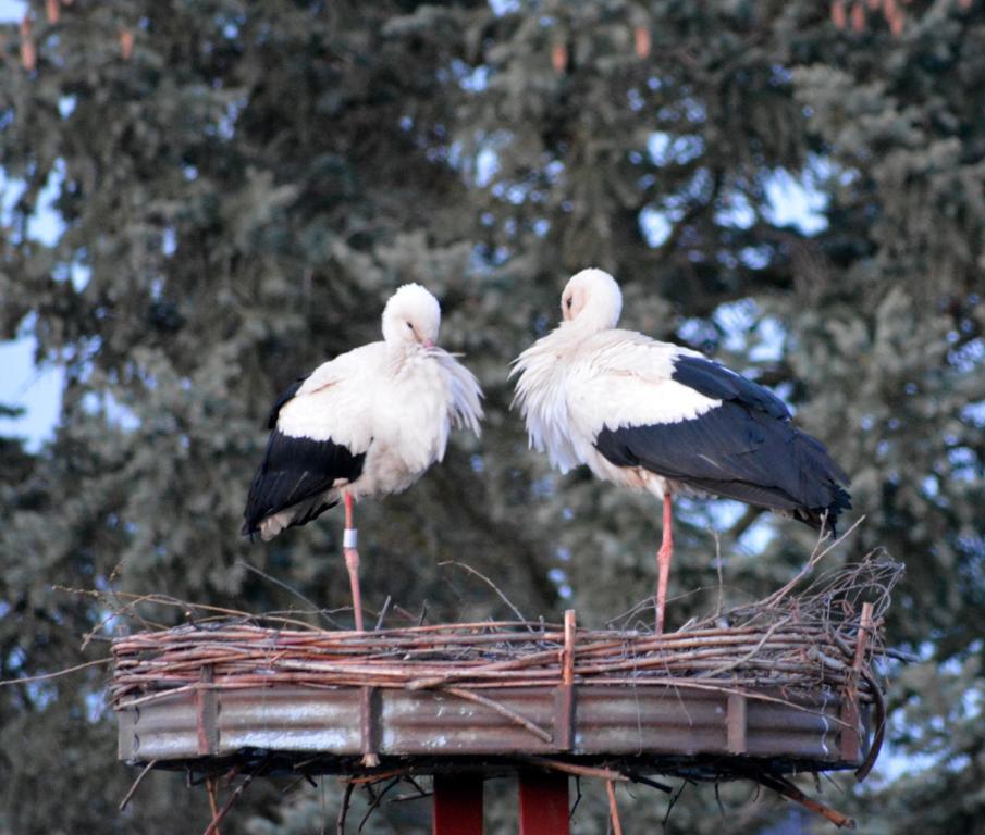 BurkauFerienwohnung am Storchennest in Burkau的两只鸟站在鸟巢顶上