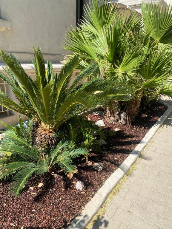 马赛可可普莱斯普拉吉维罗德罗姆别墅的楼前一排棕榈树