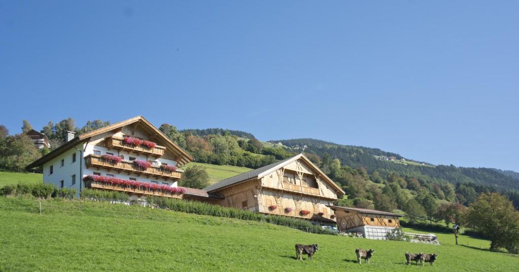 法尔泽斯Oberbaumgartnerhof的山丘上一群牛群在田野里