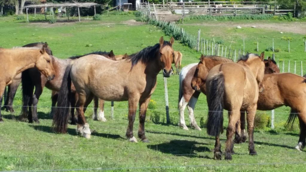 Scavino唐华金旅游乡村民宿的一群马站在田野里