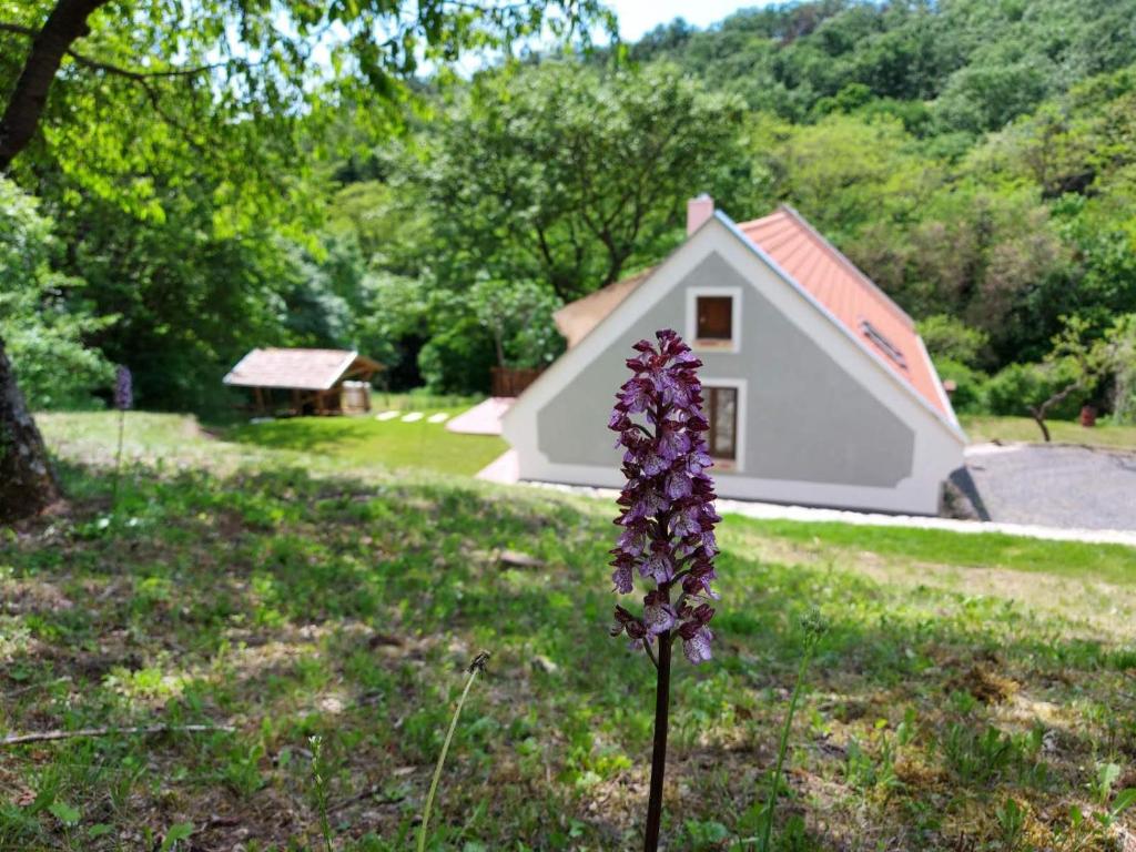 MonoszlóKosbor Vendégház的房子前面草上的紫色花