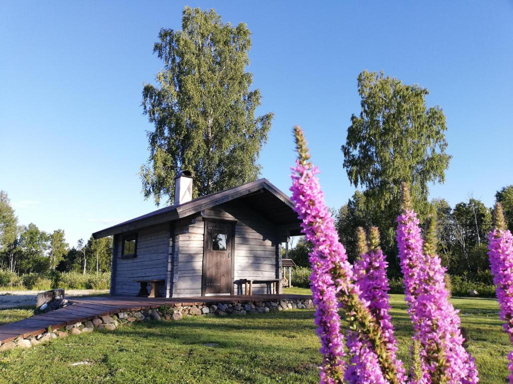 哈普萨卢Mõiskla saun ja puhkemaja的紫色花田中的小屋