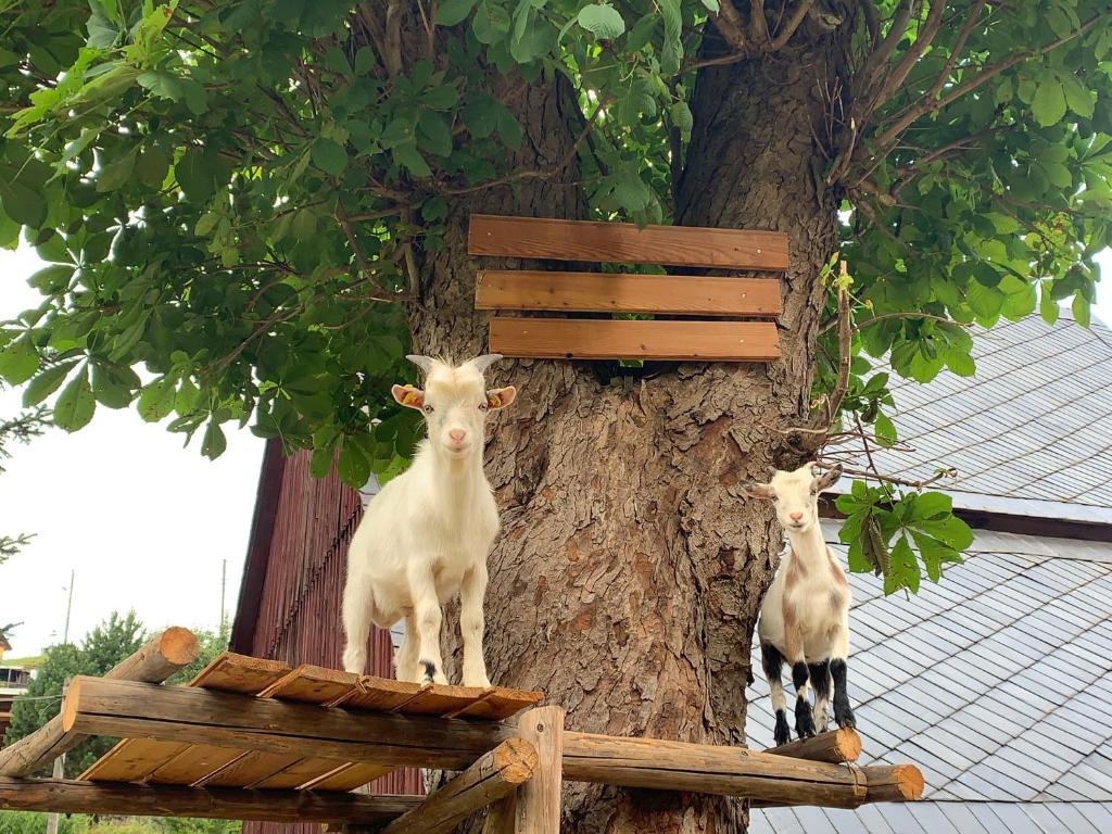 SaupsdorfNaturhof Kluge的两只山羊站在树顶上