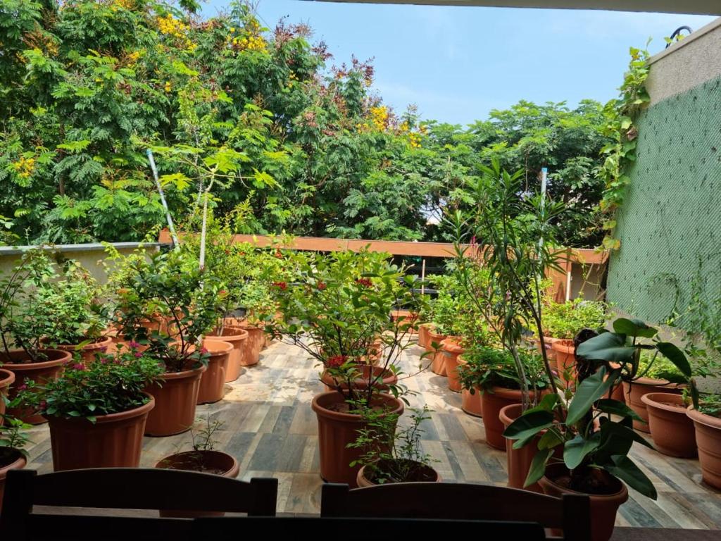 海得拉巴Terrace Garden的阳台上一排盆栽植物