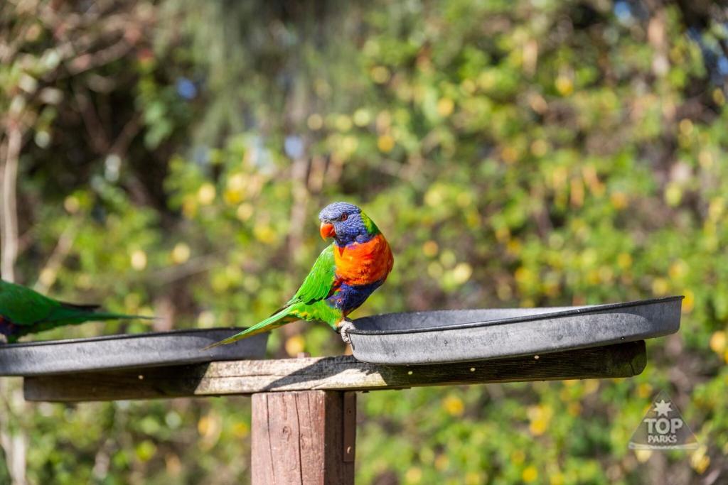 阿瑞瓦瑞Lorikeet Holiday Park的鸟儿喂食器顶端栖息着的五彩鸟