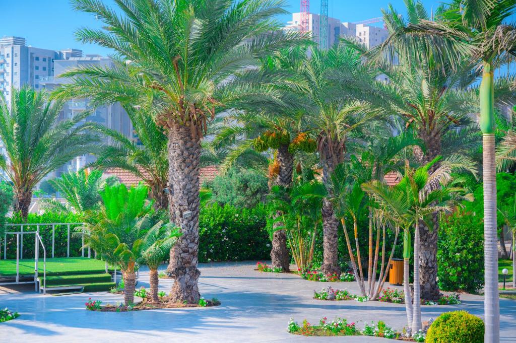 亚实基伦Agamim Hotel Ashkelon的公园里的一棵棕榈树