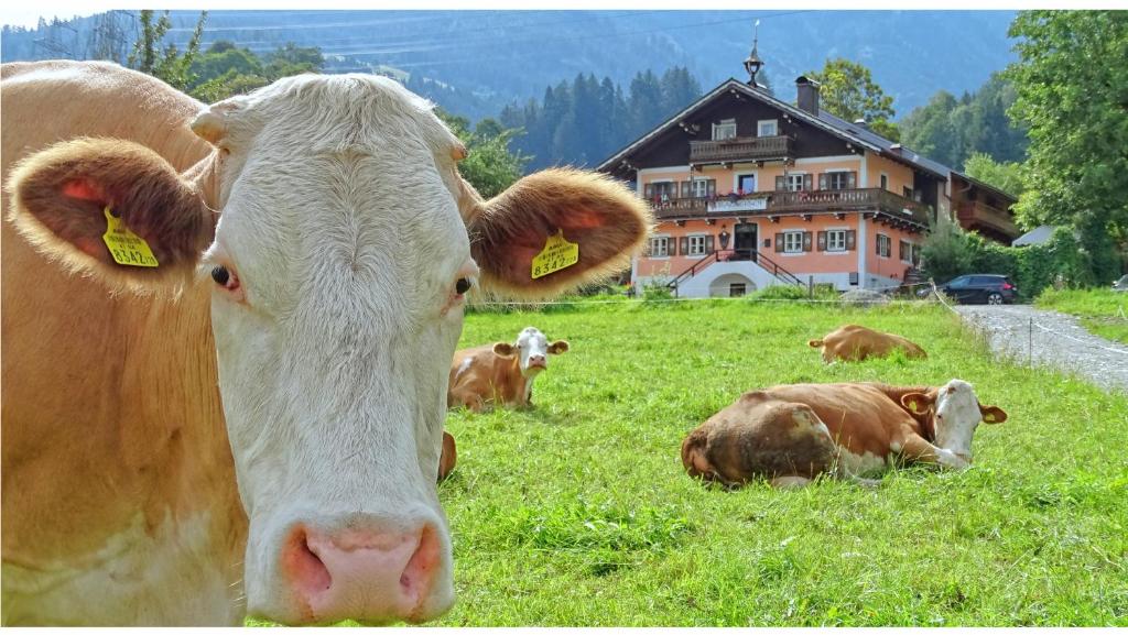 尼德恩西尔AlpinResort DerBacherhof的一群牛躺在草地上