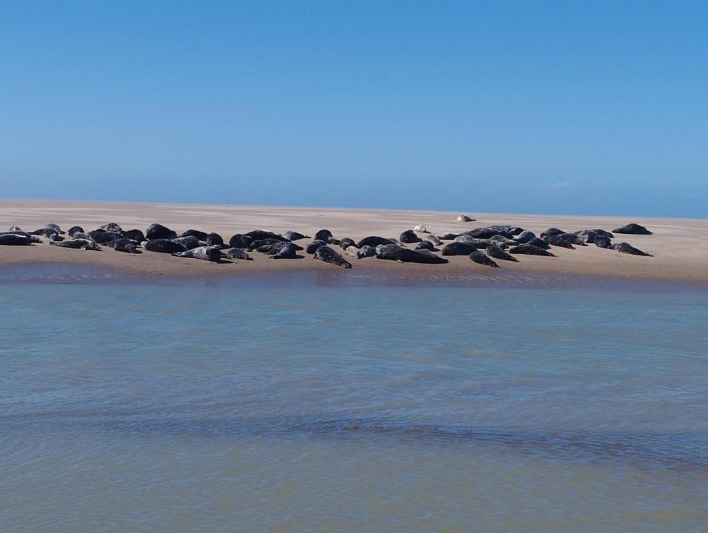 MarckLe gîte de la salicorne的一群鸟坐在靠近水面的沙子上