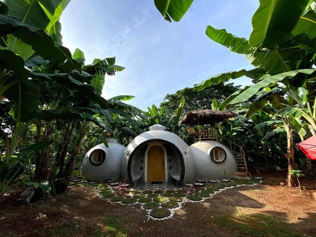 公主港Adorable Dome House的香蕉种植园中间的一座房子